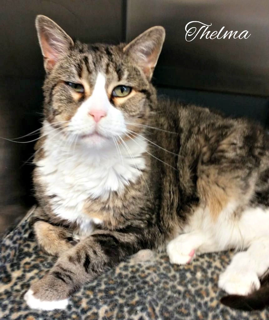 Thelma - Livingston County Humane Society